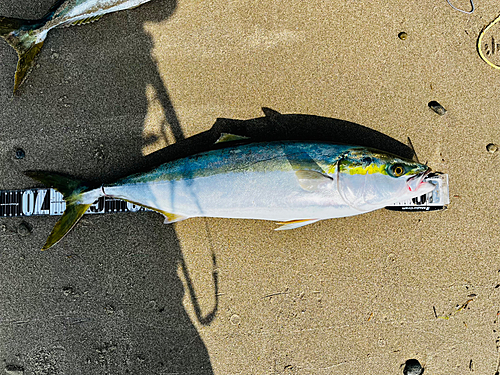 メジロの釣果