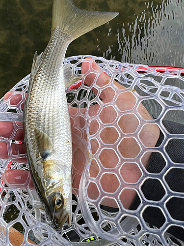 ボラの釣果