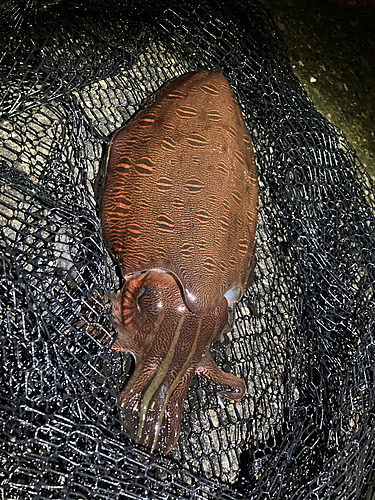 モンゴウイカの釣果