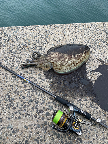 コウイカの釣果