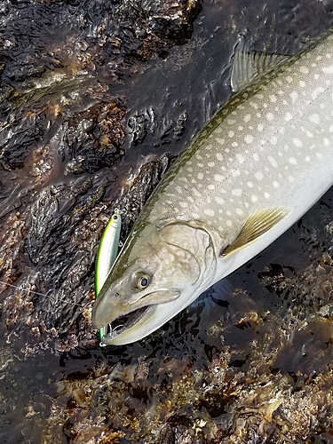 アメマスの釣果