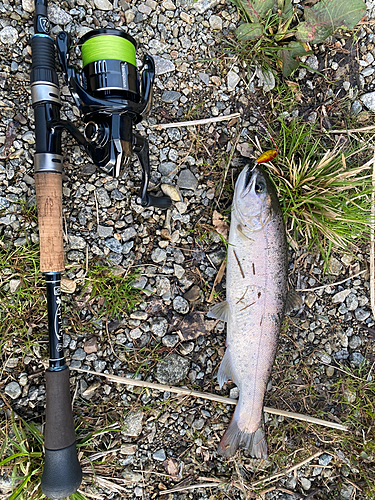 ヤマメの釣果