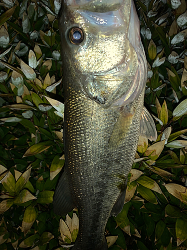 ラージマウスバスの釣果