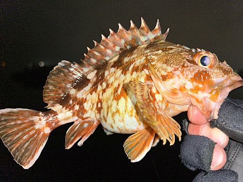 ガシラの釣果