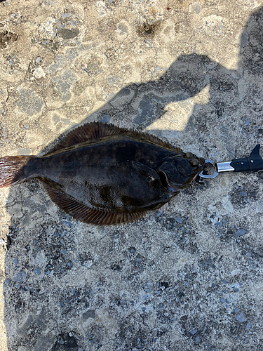 カレイの釣果