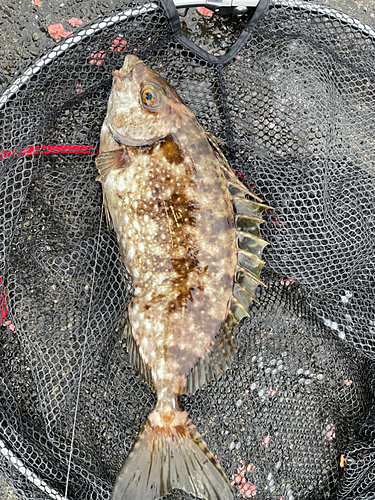 アイゴの釣果