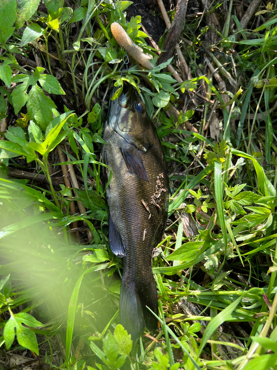 スモールマウスバス