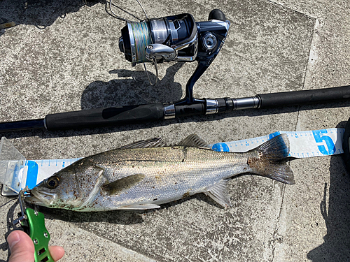 シーバスの釣果