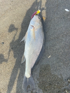 イシモチの釣果