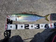 サバの釣果