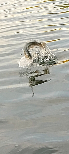 トラウトの釣果