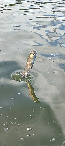 トラウトの釣果