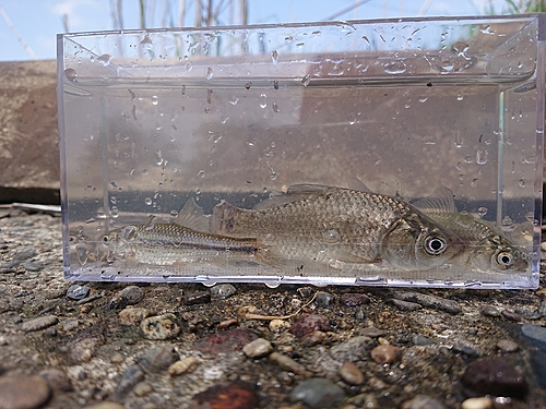 フナの釣果