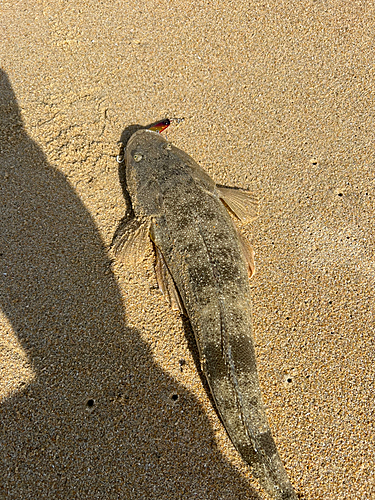 マゴチの釣果