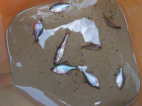 タナゴの釣果