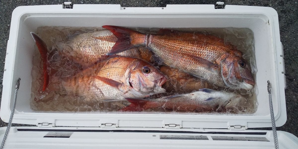 長崎タイチさんの釣果 2枚目の画像