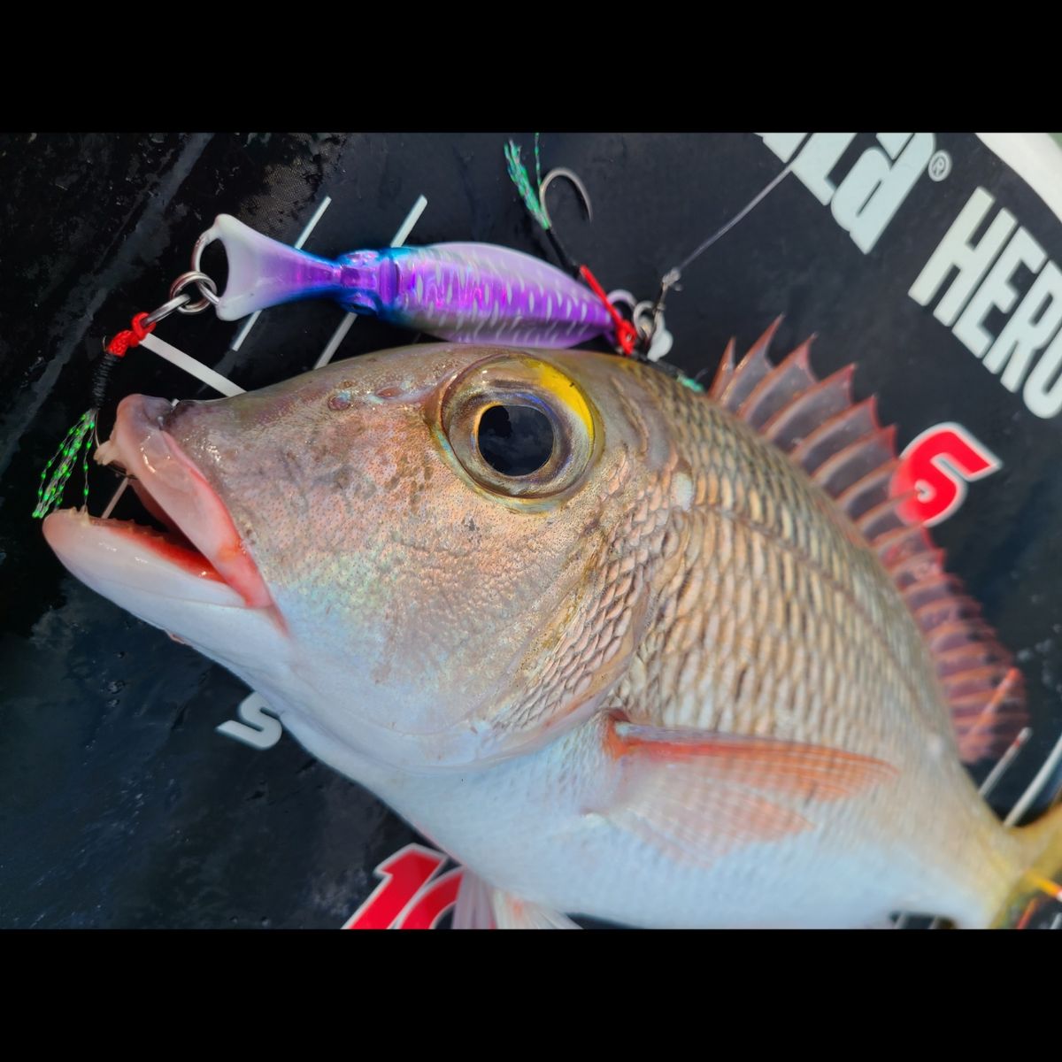 KOHA【オーエムFISHING】さんの釣果 1枚目の画像