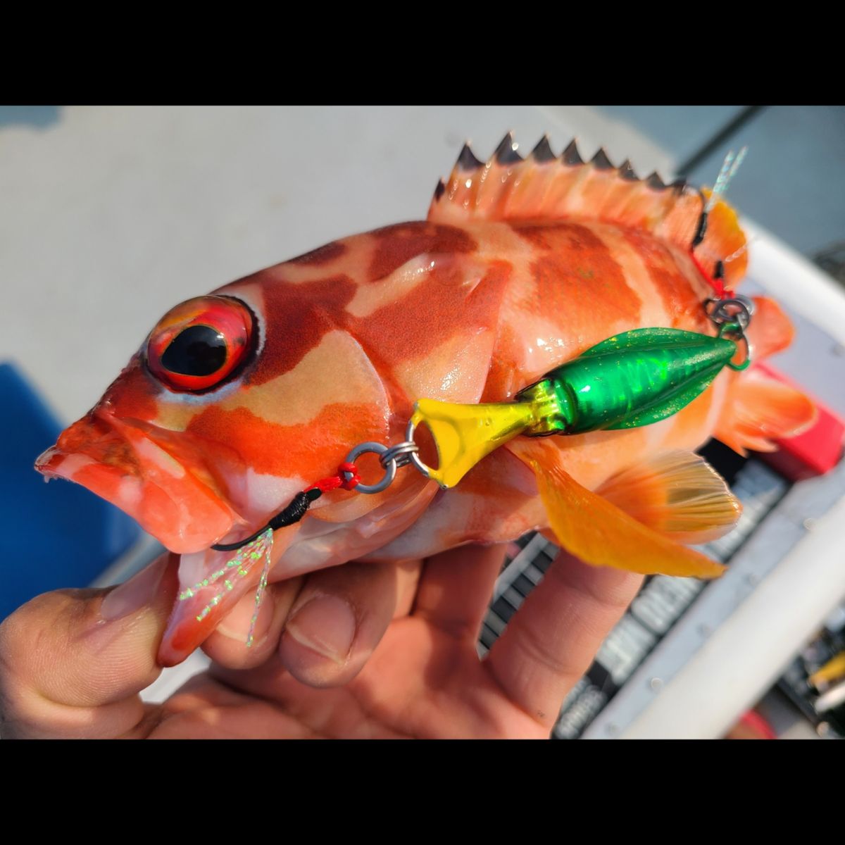 KOHA【オーエムFISHING】さんの釣果 2枚目の画像