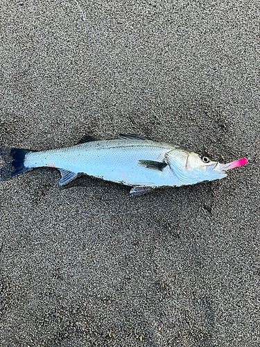 スズキの釣果