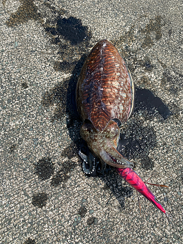 コウイカの釣果