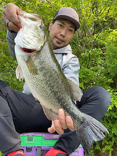 ラージマウスバスの釣果