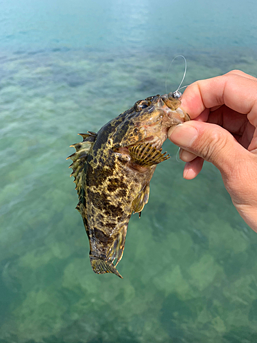 タケノコメバルの釣果