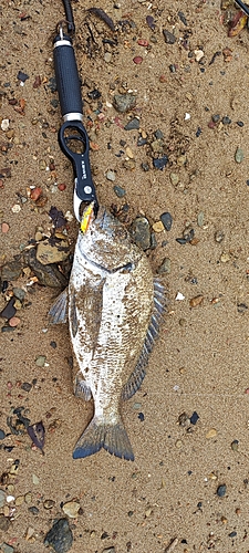 ナンヨウチヌの釣果