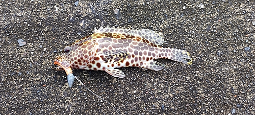 カンモンハタの釣果