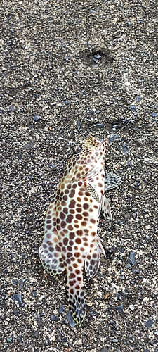 カンモンハタの釣果