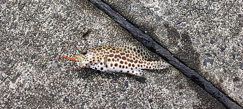 カンモンハタの釣果