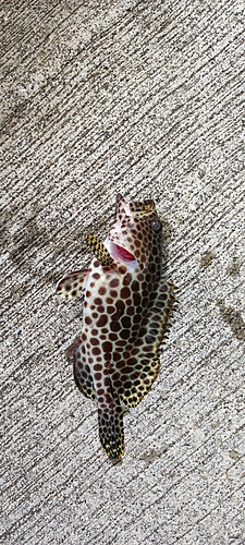 カンモンハタの釣果