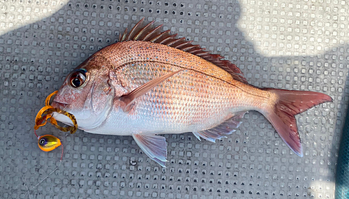 マダイの釣果