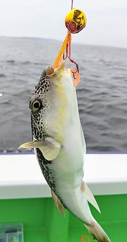 シロサバフグの釣果