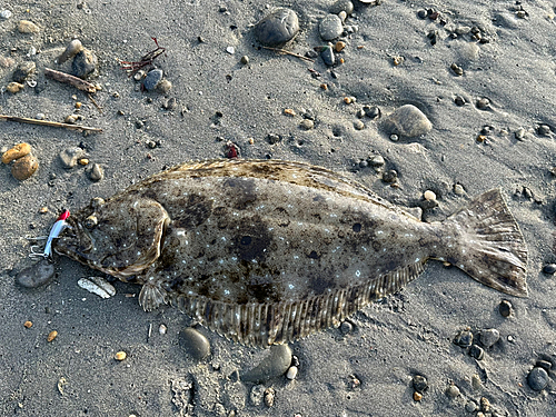 ヒラメの釣果