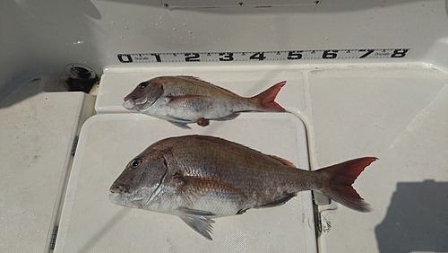 マダイの釣果