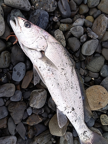 ニベの釣果