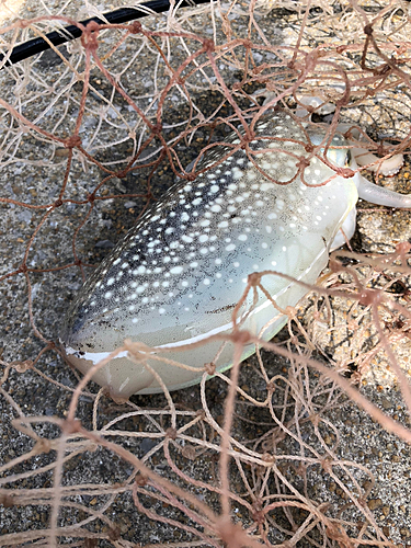 コウイカの釣果