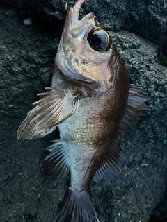 メバルの釣果