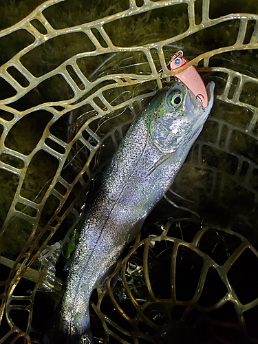 ニジマスの釣果