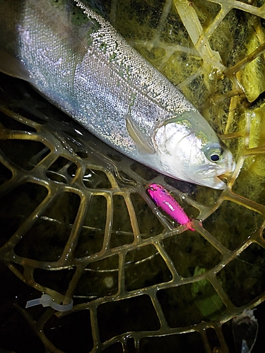 ニジマスの釣果