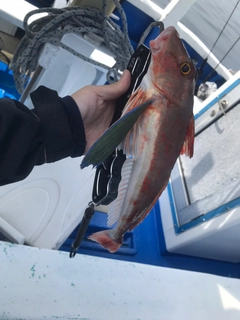 ホウボウの釣果