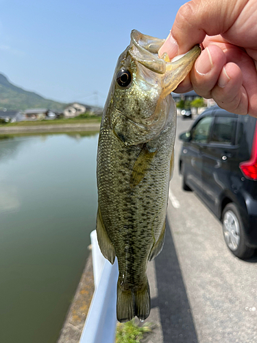 ラージマウスバスの釣果