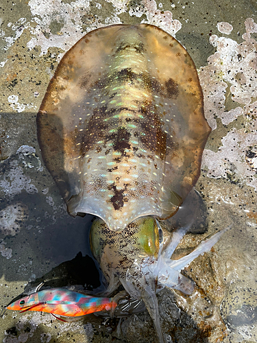 アオリイカの釣果