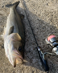 スズキの釣果