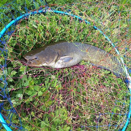 マナマズの釣果