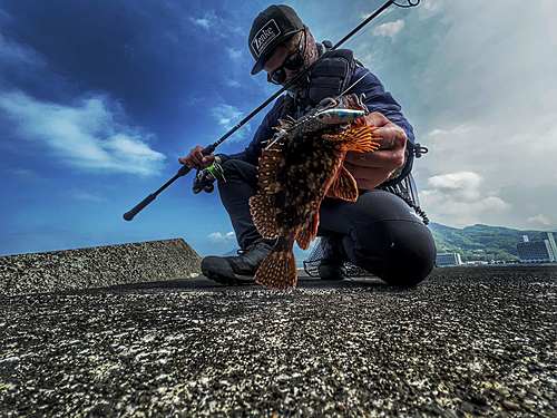 カサゴの釣果