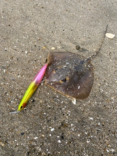 アカエイの釣果