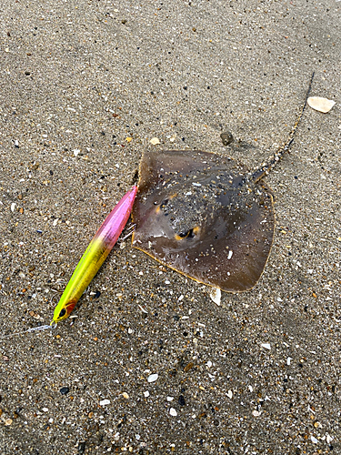 アカエイの釣果