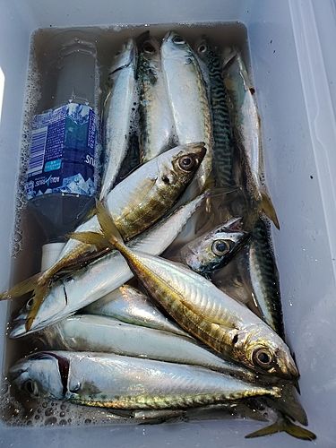 マアジの釣果