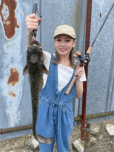 ナマズの釣果